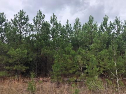 Undeveloped Land in Cass County, Texas