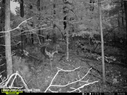 Timberland Property in Madison County, Missouri