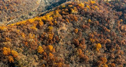 Timberland Property in Vernon County, Wisconsin