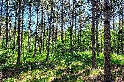 Timberland Property in Juneau County, Wisconsin