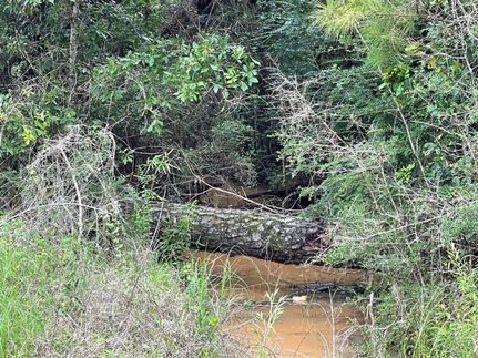 Undeveloped Land in Escambia County, Alabama