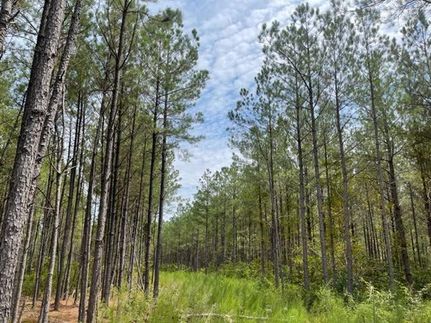 Undeveloped Land in Lewis County, Tennessee