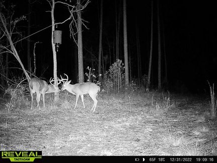 Timberland Property in Jefferson County, Mississippi