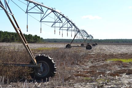 Farm and Ranch in Dixie County, Florida