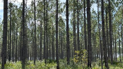 Recreational Property in Ware County, Georgia