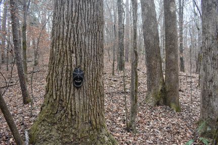 Timberland Property in McNairy County, Tennessee