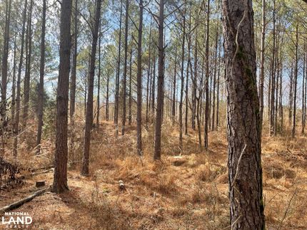 Hunting Property in Walker County, Alabama