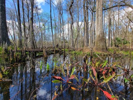 Timberland Property in Sumter County, Florida