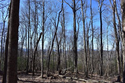 Timberland Property in Watauga County, North Carolina