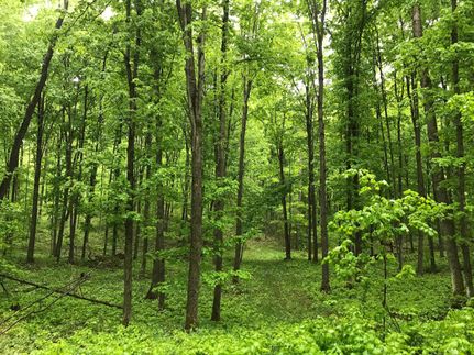 Undeveloped Land in Grand Traverse County, Michigan