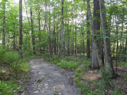 Timberland Property in Monroe County, Pennsylvania
