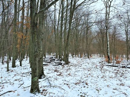 Undeveloped Land in Manistee County, Michigan