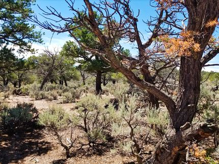 Undeveloped Land in Costilla County, Colorado