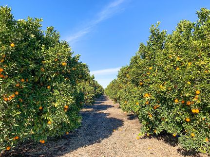 Undeveloped Land in Tulare County, California