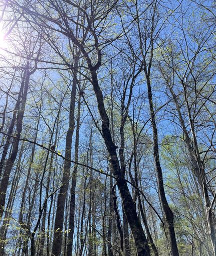Hunting Property in Spartanburg County, South Carolina