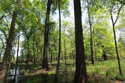 Timberland Property in Pulaski County, Arkansas