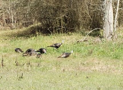 Undeveloped Land in DeKalb County, Tennessee