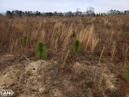 Hunting Property in Barbour County, Alabama
