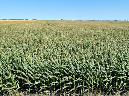 Timberland Property in Norman County, Minnesota