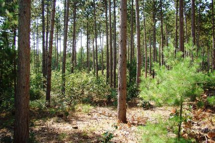 Timberland Property in Oneida County, Wisconsin