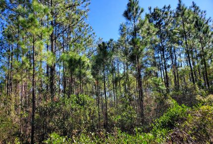 Hunting Property for sale in Taylor County, Florida