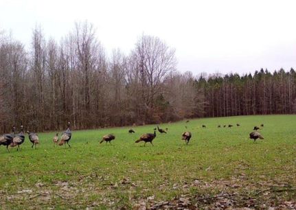 Commercial Property in Tallahatchie County, Mississippi