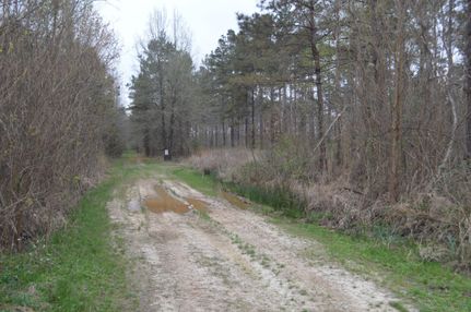Timberland Property in Catahoula Parish, Louisiana