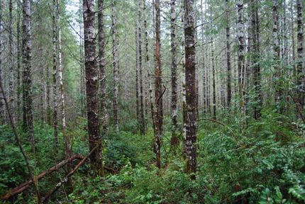 Land in Mason County, Washington