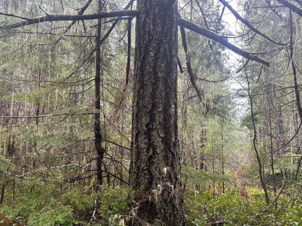 Timberland Property in Mason County, Washington