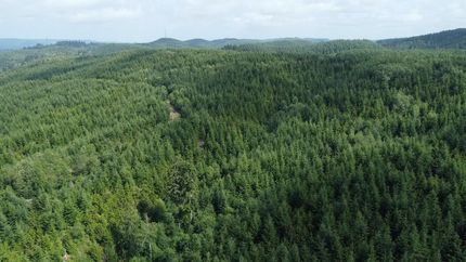 Timberland Property in Grays Harbor County, Washington