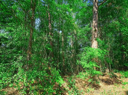 Undeveloped Land in Harrison County, Texas
