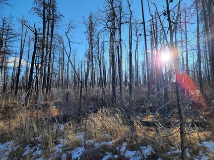 Timberland Property in Costilla County, Colorado