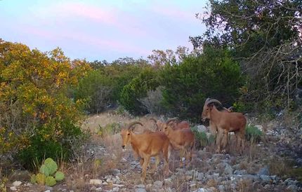 Hunting Property in Edwards County, Texas
