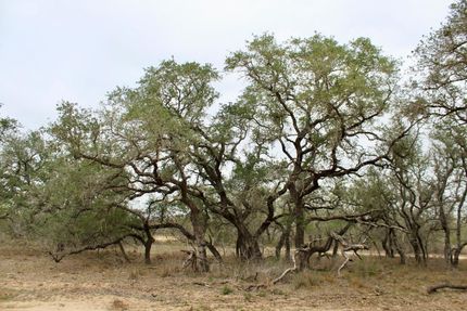 Land in Medina County, Texas