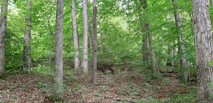 Timberland Property in Barbour County, West Virginia