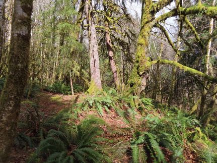 Farm and Ranch in Grays Harbor County, Washington