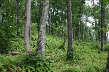 Undeveloped Land in Highland County, Virginia