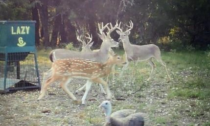 Hunting Property in Edwards County, Texas