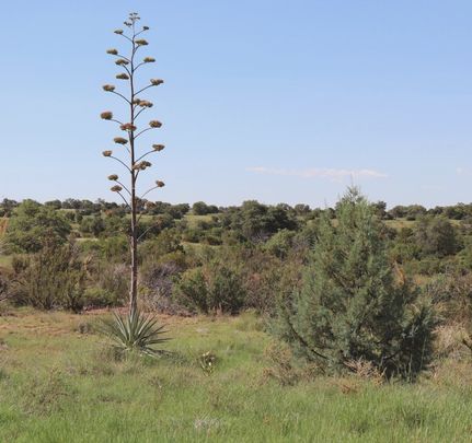 Farm and Ranch in Santa Cruz County, Arizona