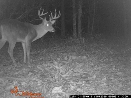 Timberland Property in Stone County, Arkansas