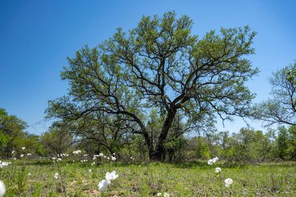 Undeveloped Land in Medina County, Texas