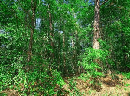 Undeveloped Land in Harrison County, Texas