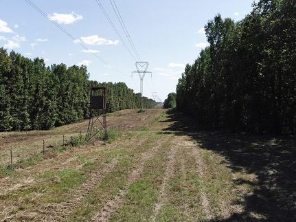 Timberland Property in Morris County, Texas