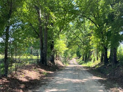 Undeveloped Land in Pike County, Alabama