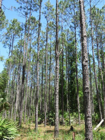 Timberland Property in Putnam County, Florida