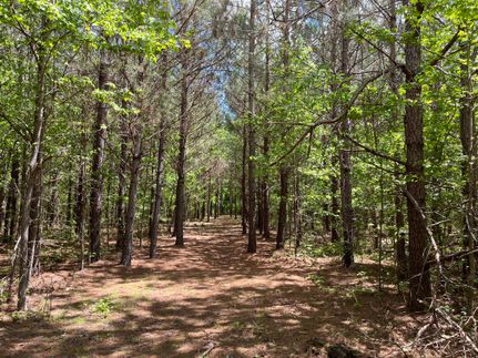 Timberland Property in Northampton County, North Carolina