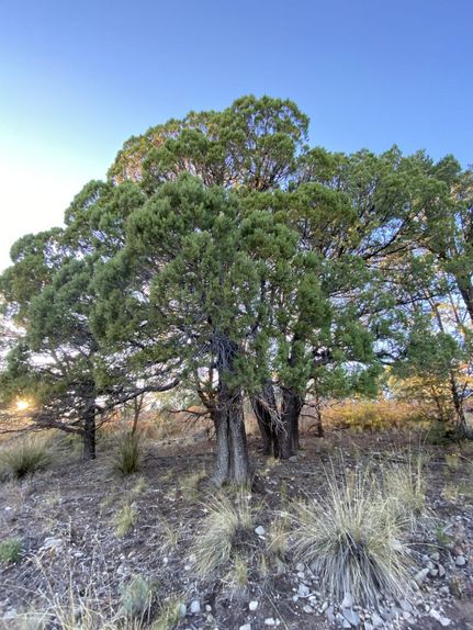 Commercial Property in Otero County, New Mexico