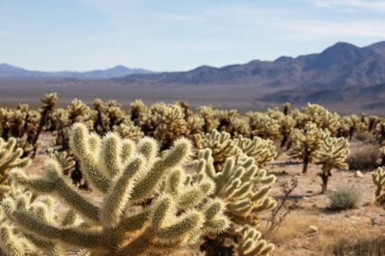 Undeveloped Land in Luna County, New Mexico