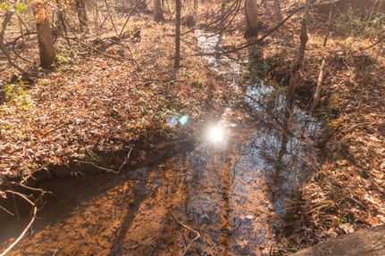 Timberland Property in Sabine County, Texas