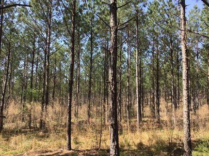 Timberland Property in Chester County, South Carolina